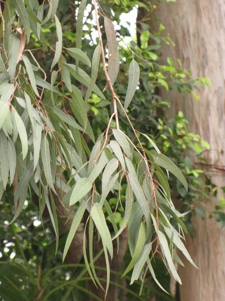 Как вырастить эвкалипт. Эвкалипт иволистный. эвкалипт citriodora. eucalyptus citriodora эвкалипт лимонный. эвкалипт лимонный флагман.