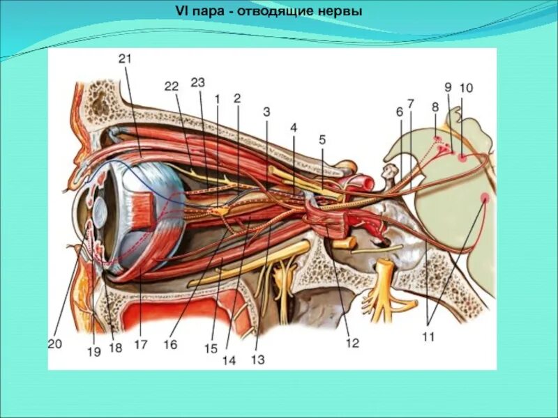 Структуры глаза зрительный нерв. Глазодвигательный нерв анатомия. Зрительный нерв нерв анатомия. Иннервация глазного яблока анатомия. Глазодвигательный нерв топография.