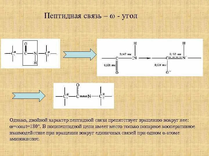 Связаны пептидными связями. Пептидная связь углы. Характеристика пептидной связи. Пептидная связь фи угол. Пептидная связь вращение.