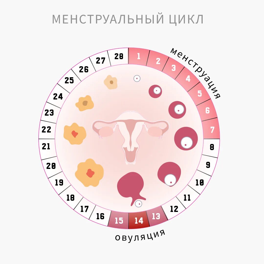 Менструальный цикл. Нерегулярный цикл. Цикл месячных. Нарушения цикла у женщин. Что делать если месячные в 10