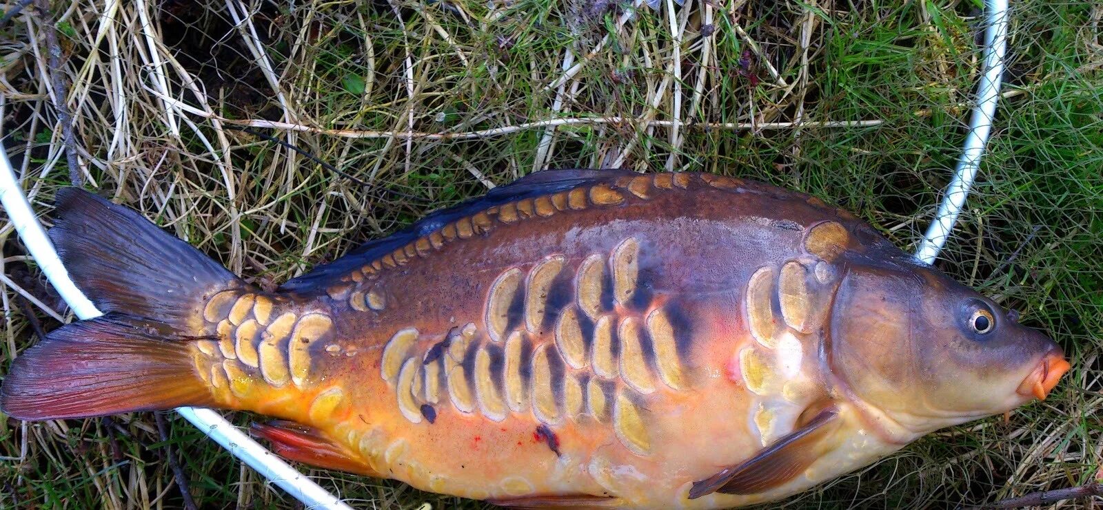 почему карп. почему карп. почему карп. почему карп. почему карп.