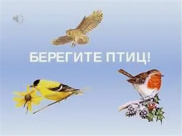 Птица 2 берега