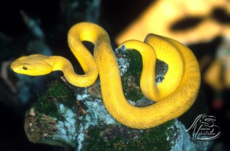 Змея уж обыкновенный. Гадюка черная с желтыми пятнами. Желтый уж. Уж желтого цвета. Жёлто-зелёный полоз.