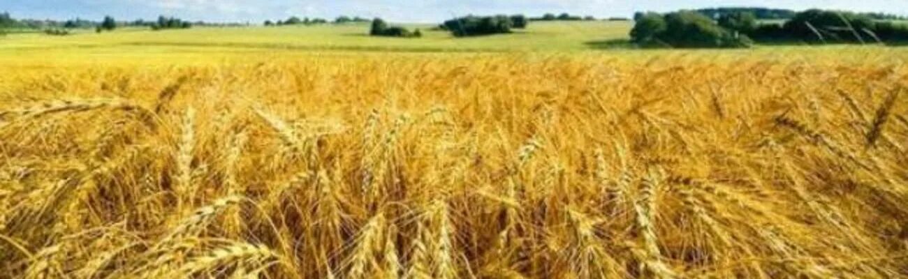 Нев кубани. Кубань житница кубани. ставрополье житница кубани. краснодарский край житница. краснодарский край поля пшеницы.