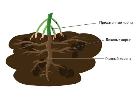 Растения корневой системы