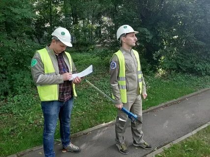 Обследование зеленых насаждений
