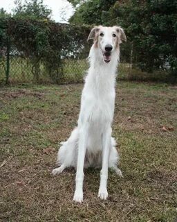 Ronda s dog is not long