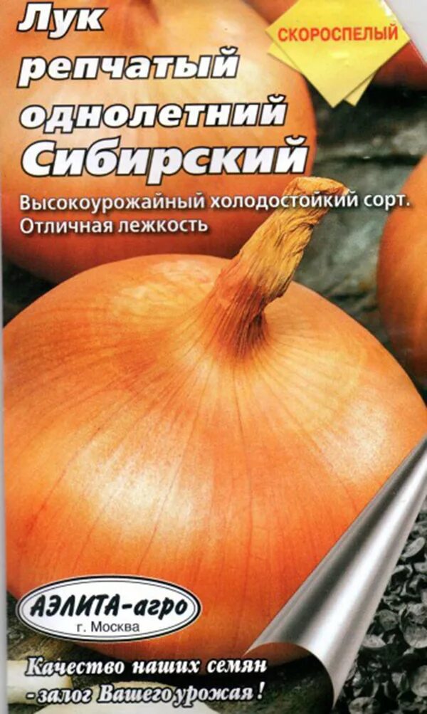 Сибирский золотой лук из семян. Лук сибирский однолетний описание. Лук сибирский однолетний описание. Лук сибирский однолетний описание. Лук репчатый однолетний сибирский.