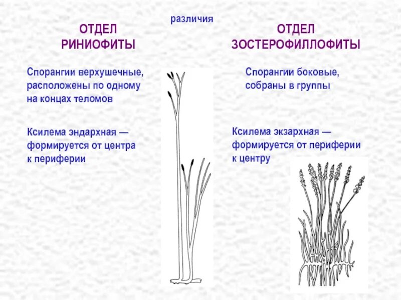 Определение риниофиты 7 класс. Риниофиты. отдел риниофиты. риния строение. риниофиты строение.