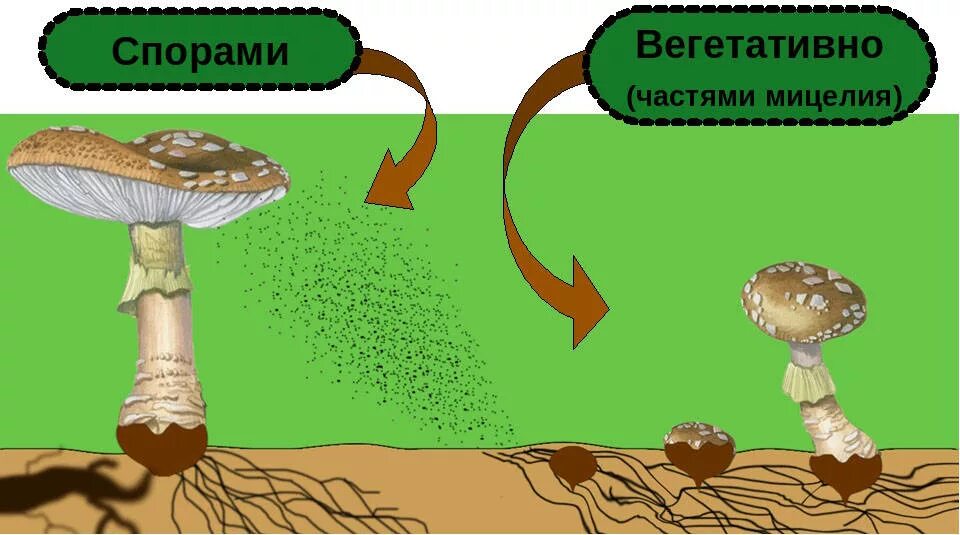 Вегетативное размножение грибов мицелием. Размножение грибов мицелием. Вегетативное размножение шляпочных грибов. Размножение грибов спорами. Спора грибов 7