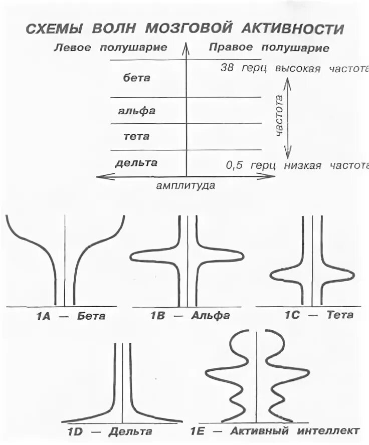 Альфа бета тета. Волны мозга Альфа бета тета. Альфа бета Дельта волны мозга. Волны бета Альфа тета частоты. Альфа волна и тета волна.