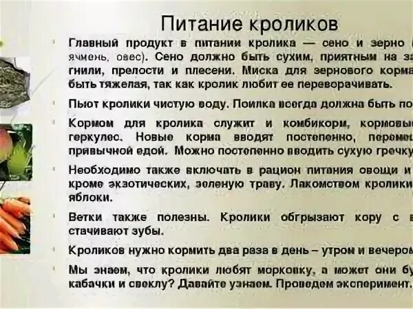 Какие овощи можно давать кроликам. Чем кормить кроликов. что нельзя давать кроликам. какую траву нельзя давать кроликам. чем кормить кроликов в домашних условиях для начинающих.