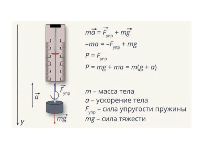 Вес тела направлен вверх. Пружинные весы физика. Пружинный динамометр. Динамометр с грузом. Вес тела в физике.