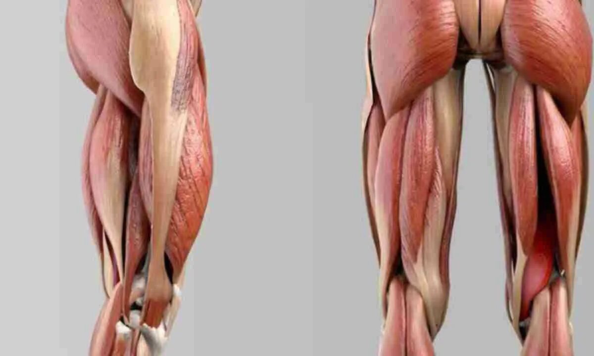 Сухожилие бедро задняя. Полусухожильная мышца анатомия. Грацилис мышца бедра. Полусухожильная мышца бедра анатомия. Квадрицепс анатомия.