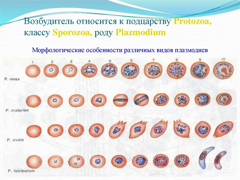 Несколько ведущих генераций плазмодиев возможно при. Шизонт малярийного плазмодия. plasmodium vivax морфология. сравнительная морфология малярийных плазмодиев таблица. морфологические формы малярийного плазмодия.