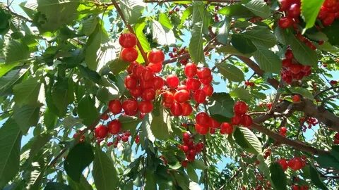 Южное плодовое