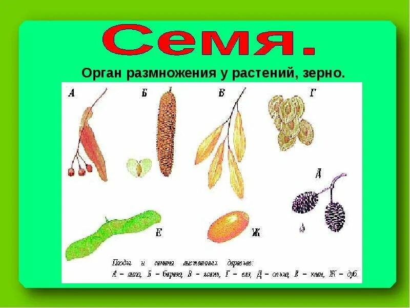 Семенами размножаются ответ. Размножение растений семенами. Растения размножающиеся семенами. Семена растений размножение. Деревья которые размножаются семенами.