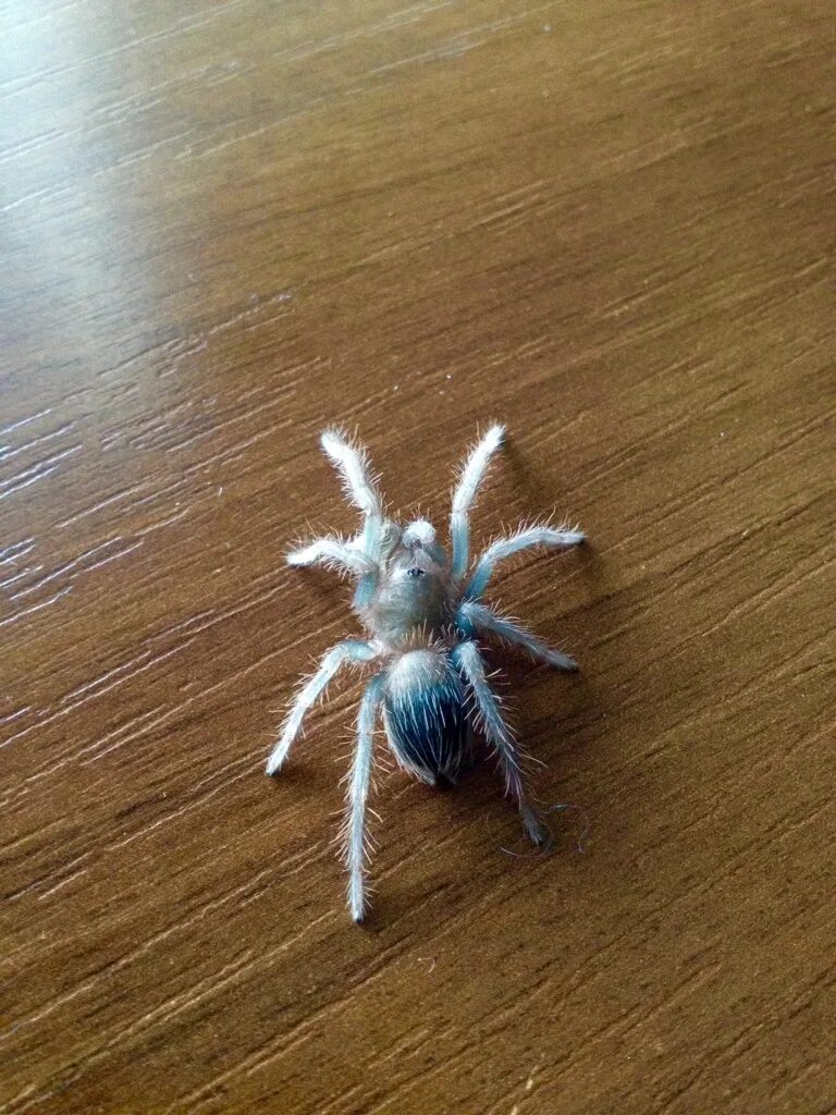 4 5 линька. Lychas tricarinatus l-2. Птицеед пяти линьки. 4 5 линька. 4 5 линька.