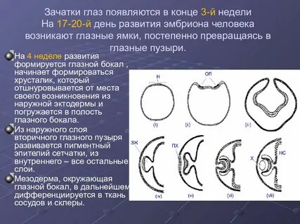 Зачатки