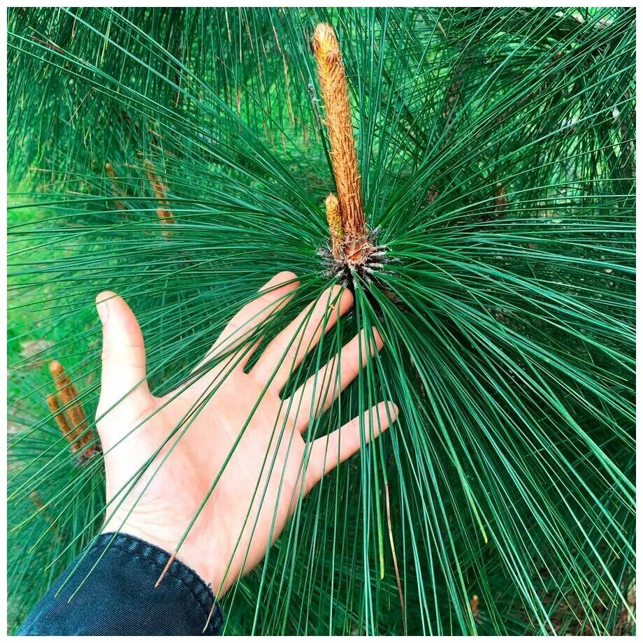 Pinus yunnanensis, Юньнаньская сосна. Лесландия сосна юннаньская Юста. Сосна гималайская Юньнаньская. Сосна юннаньская Юста бонсай. Лесландия семена купить