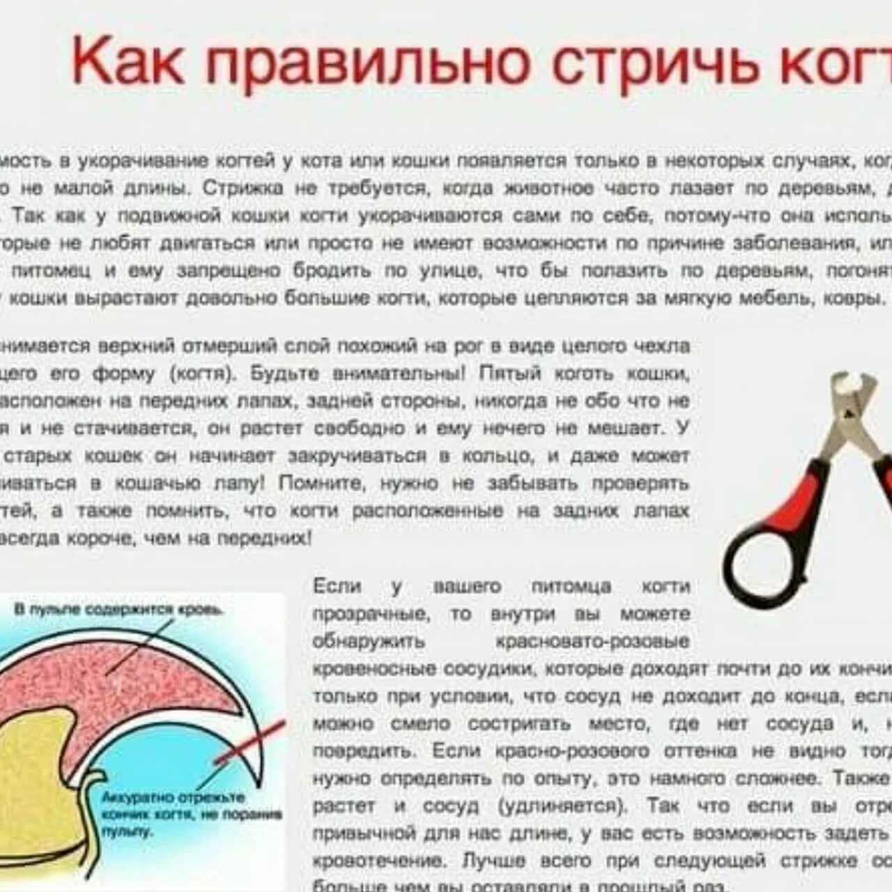 Схема обрезания когтей у кошек. Как правильно подстричь когти коту. Как правильно стричь ногти коту. Как правильно стричь когти котенку.