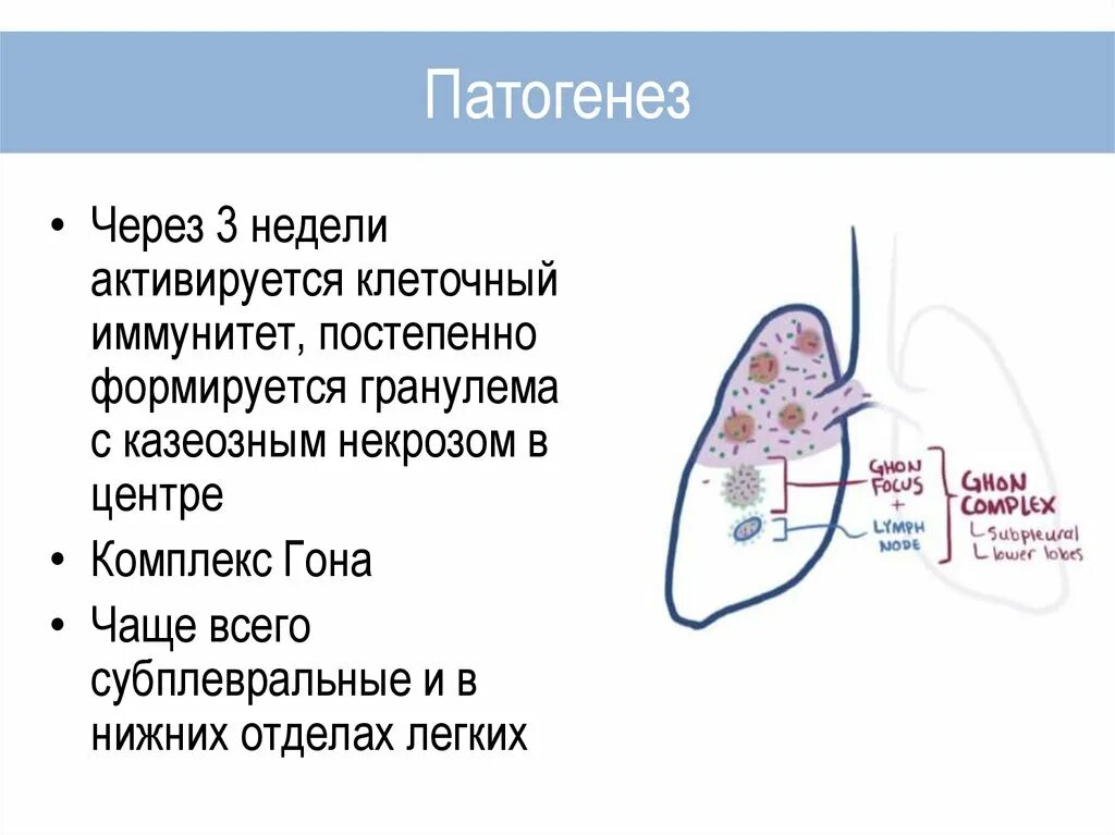 Субплевральные отделы легких