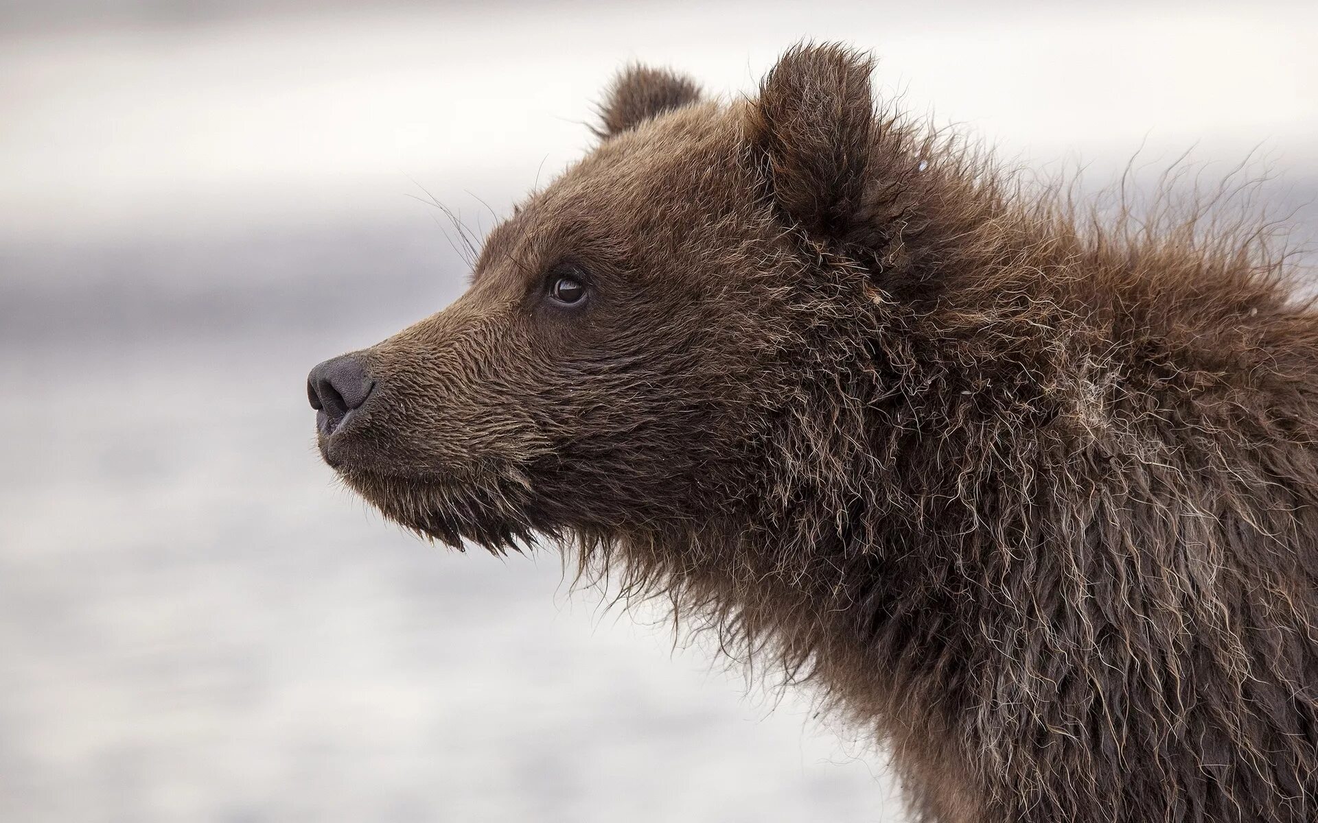 Bear 10. Тёмно коричневый медведь с желтой мордой. Малайский медведь и тигр. Северная америка медведь гризли. Северный медведь, нанук.