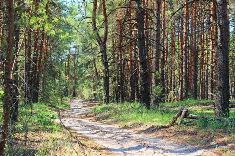 Лето в парке в Воронеже. От городских парков и садов до дубрав и дендрария - Янд