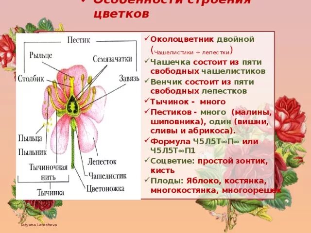 Форма чашечки у земляники. Венчик состоит из чашелистиков. Строение околоцветника семейства розоцветных. Пестик венчик тычинка околоцветник. Цветок околоцветник венчик и.