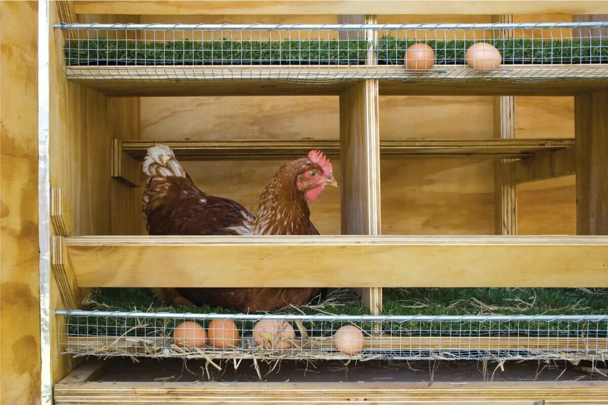 Сколько держать курей. Насест для 20 кур несушек. Насест для несушек с яйцесборником. Гнездо для кур несушек с яйцесборником на 20 кур. Курятник для кур несушек на 20 кур.