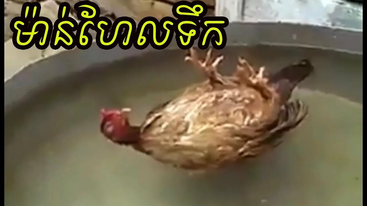 Курица в воде. Курица плавает. курица плывет.