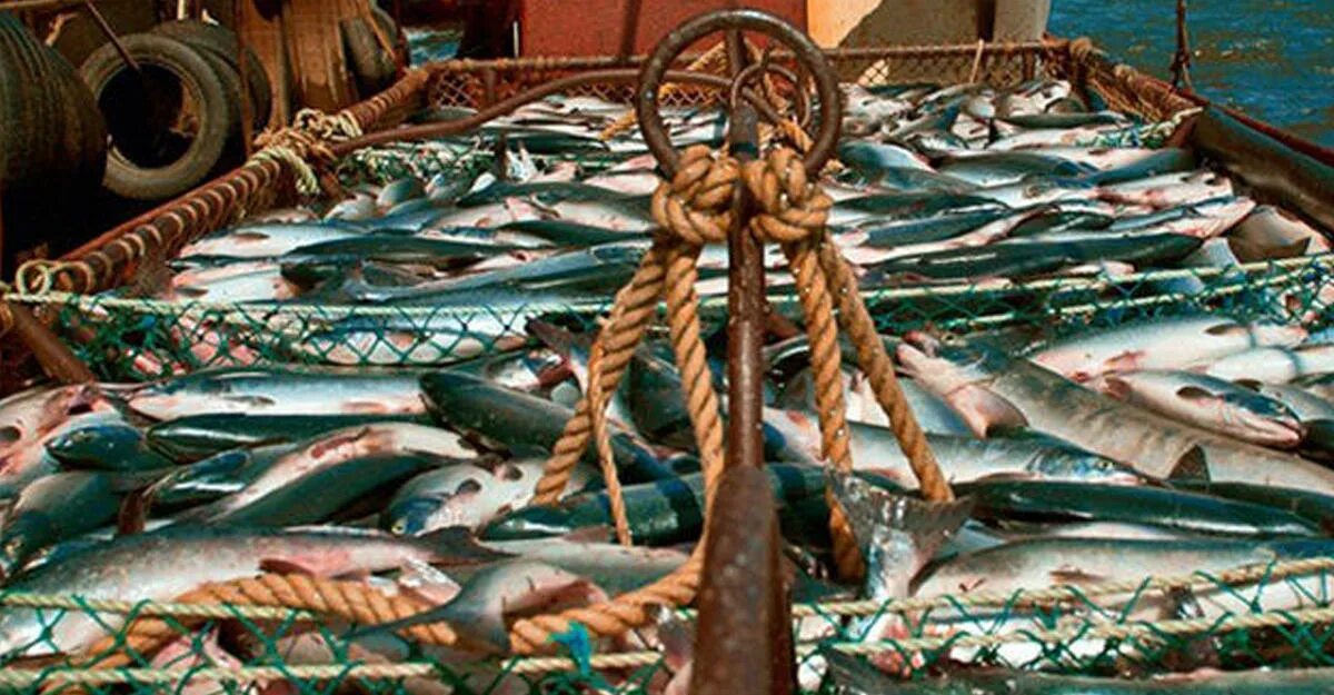 Морской промысел это. Промысел рыбы. Рыболовные промыслы. Рыбная промышленность дальнего Востока. Экспорт рыбы.