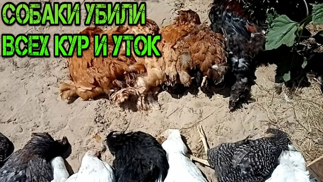 Гонять кур. Убитые куры в курятнике. Животные которые убивают кур.