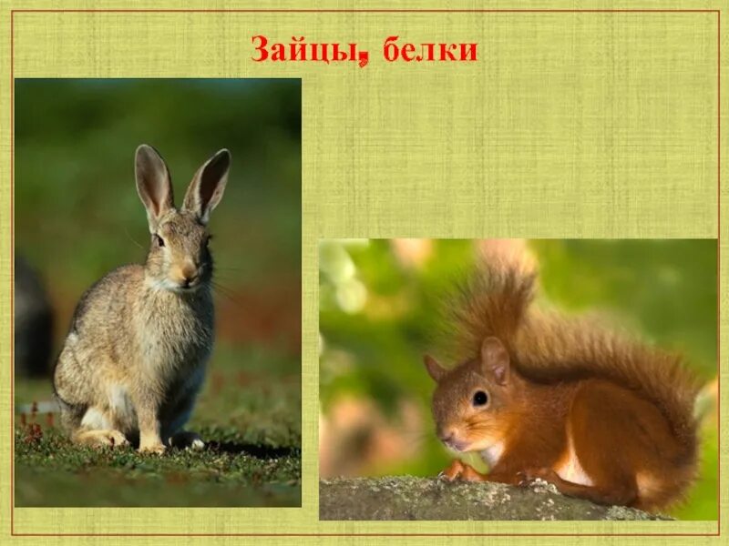 заяц русак (lepus europaeus). сезонные изменения у животных. белки и лоси в одном лесу. белка и лось. заяц толай и русак.