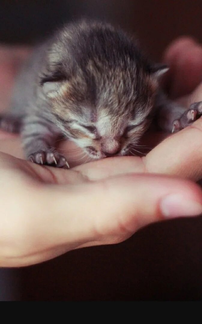 Маленьких слепых котят. Маленькие котики. малюсенькие котята. маленкий котято. маленькие маленькие маленькие котики.