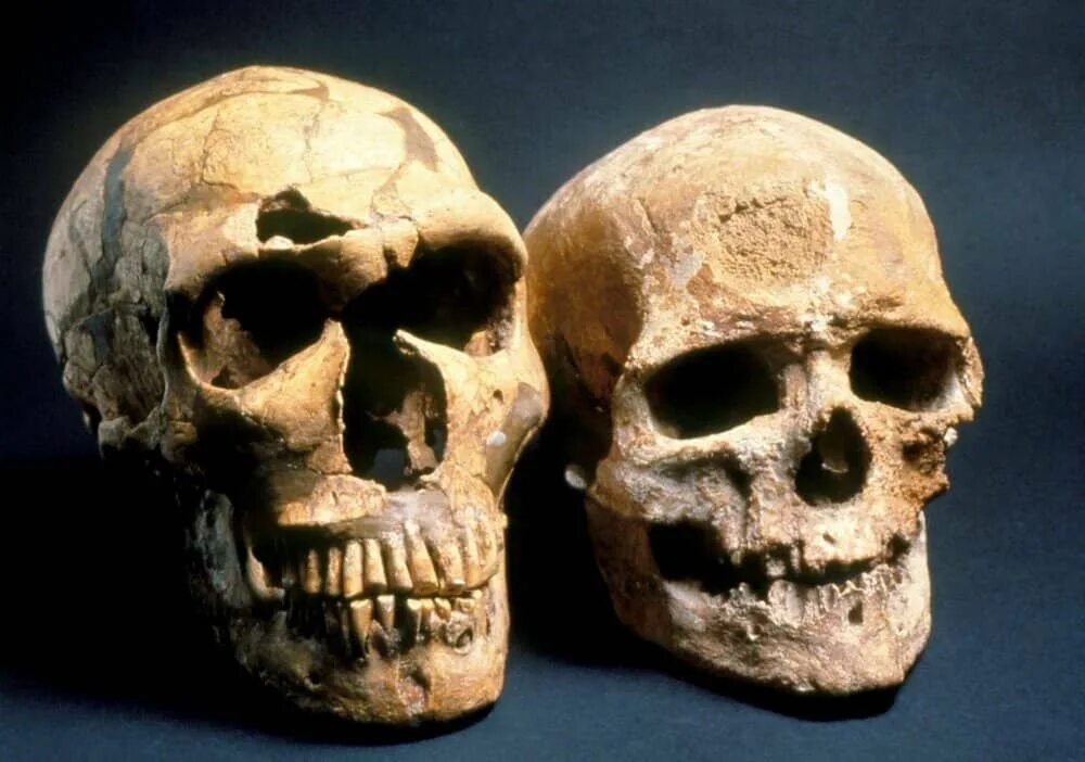 Череп древнего человека и современного. Неандерталец (homo Neanderthalensis) череп.