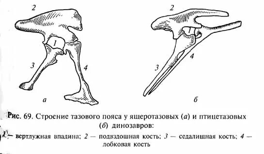 Кости пояса задних конечностей у птиц. Строение таза птицетазовых динозавров. Птицетазовые динозавры строение. Строение таза динозавров. Строение пояса задних конечностей у птиц.