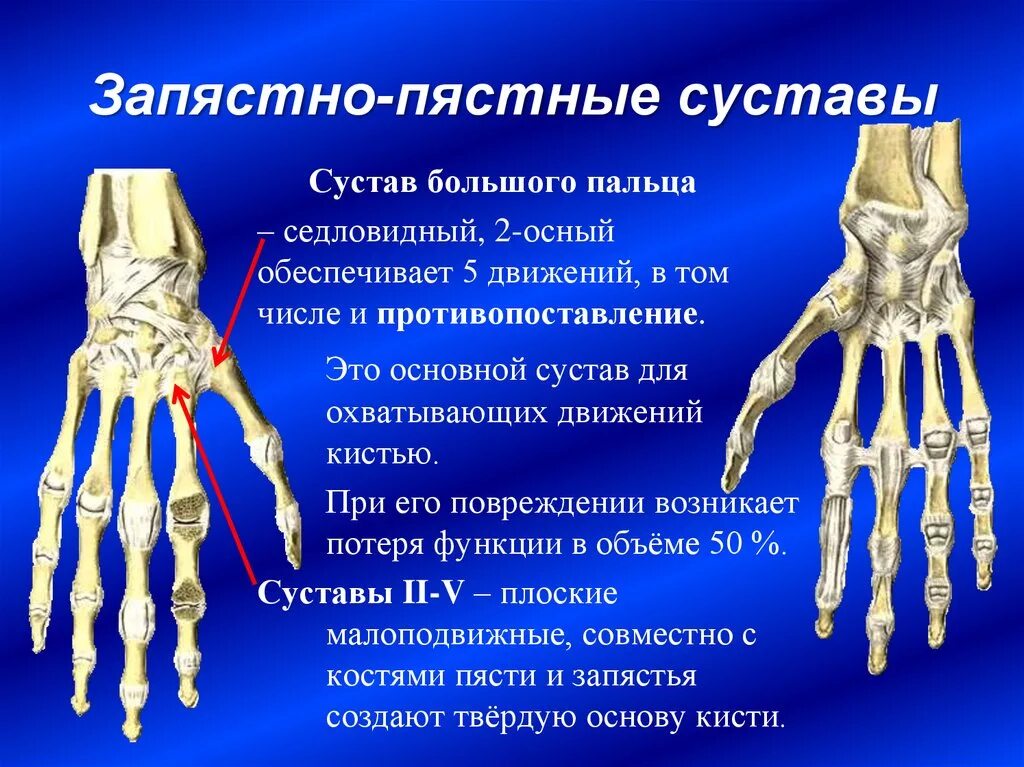 Какими костями образована вилочка. Запястно-пястный сустав большого пальца. Запястно-пястный сустав руки анатомия. Первый запястно-пястный сустав анатомия. Запястно-пястный сустав большого пальца кисти.