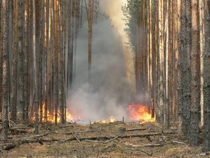 Пожарищ
