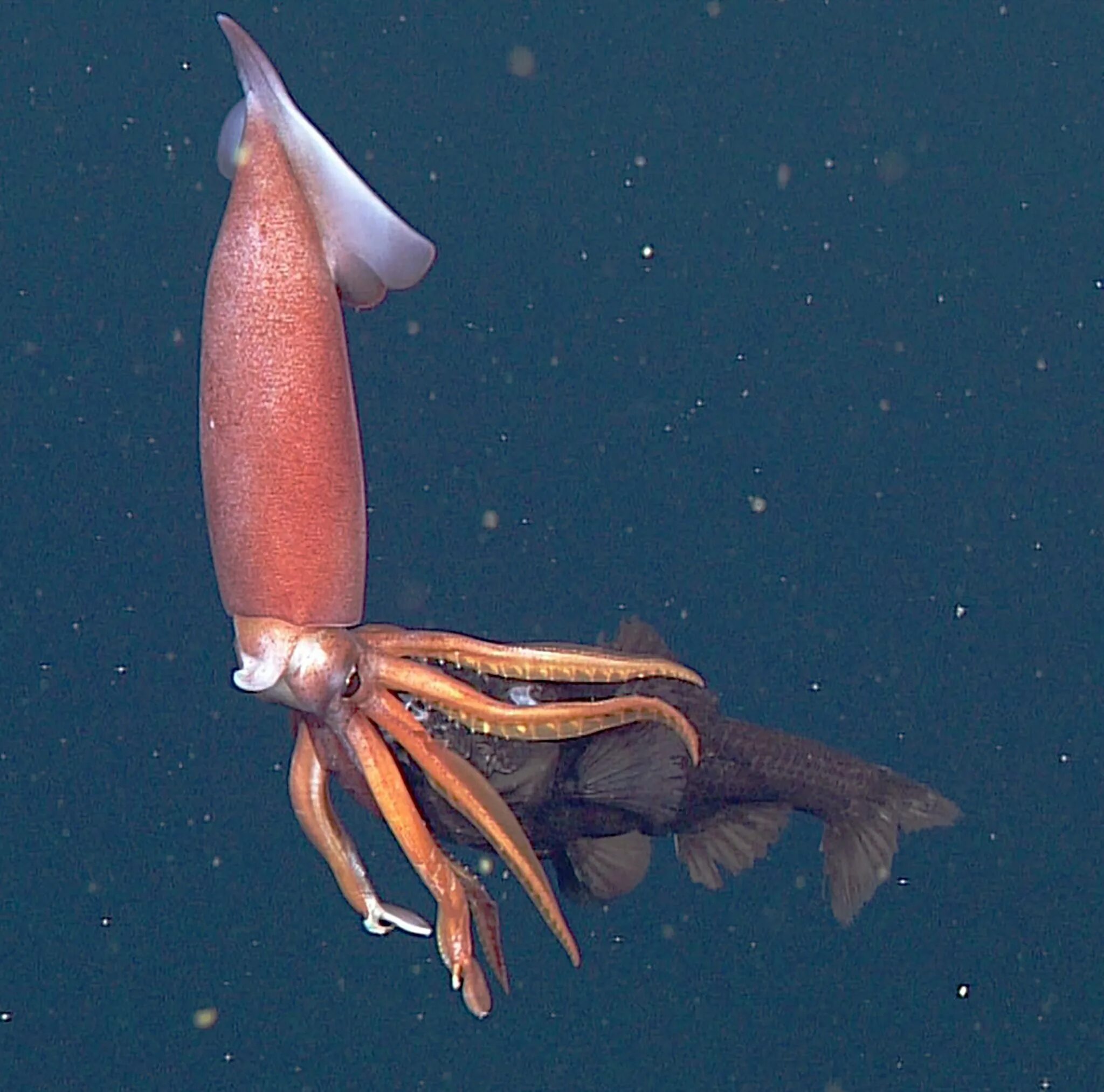 Антарктический гигантский кальмар. Каракатицевидный кальмар. Головоногие моллюски кальмар. Нектон кальмар. Как выглядит кальмар в море.