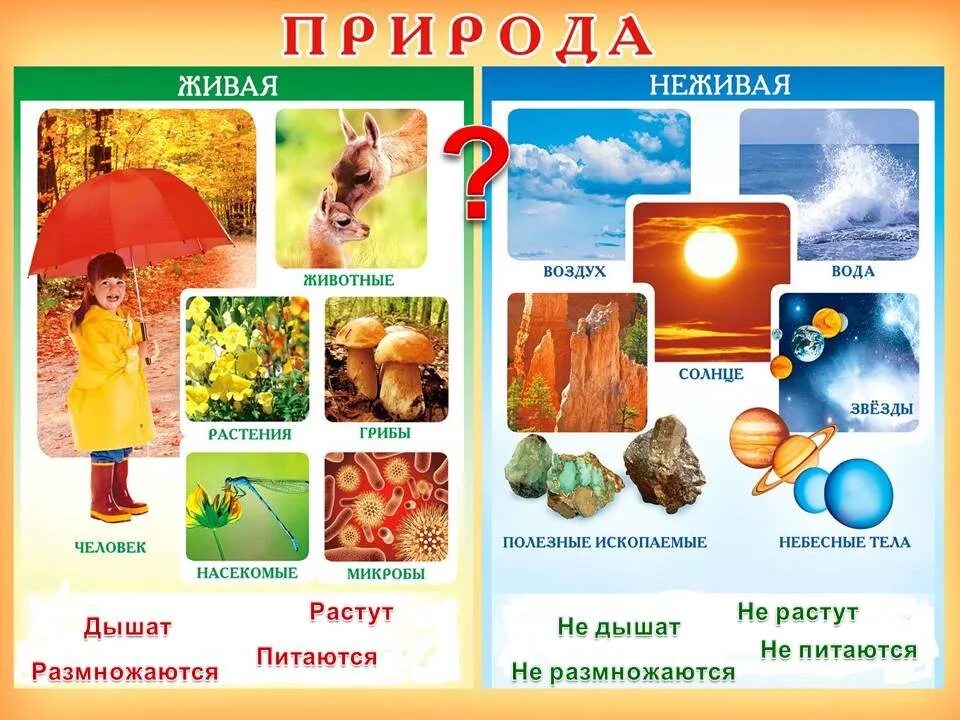 темы занятий по окружающему миру