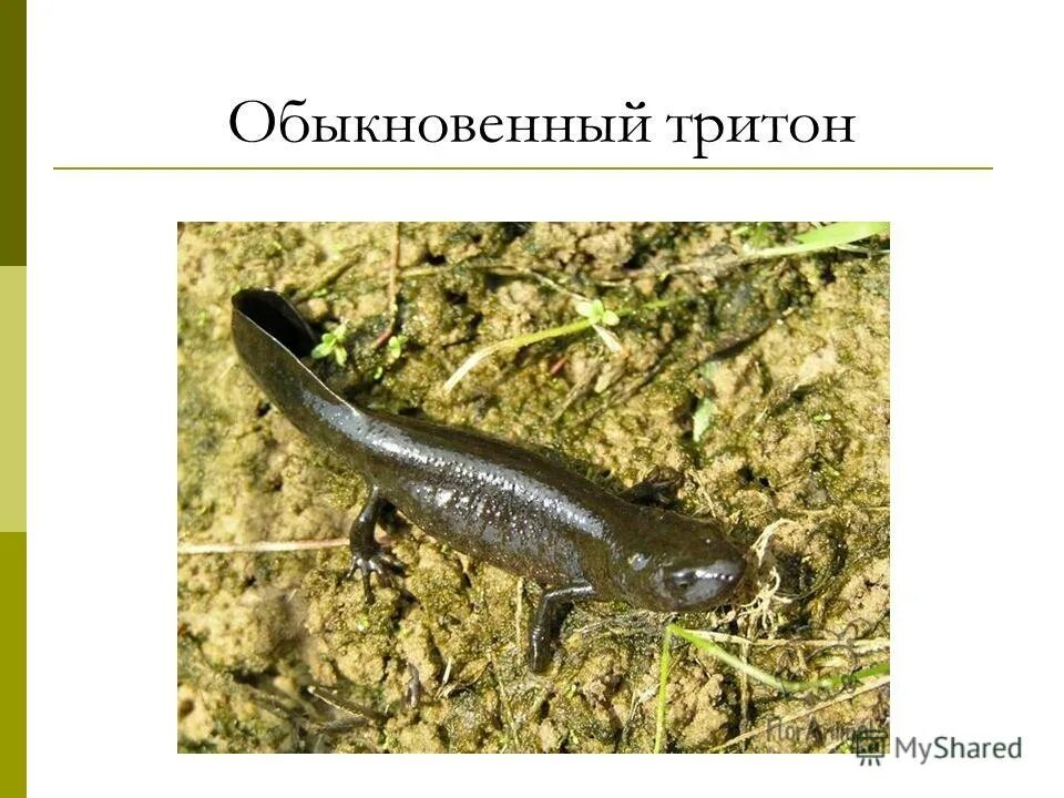 Тритон карелина (triturus karelinii) самец. Тритоны значение. Тритон презентация. Тритон класс амфибии. Тритоны земноводные.