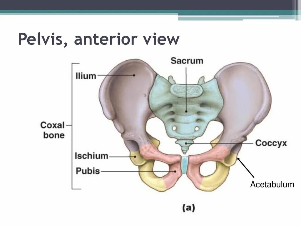 Строение таза анатомия в акушерстве. Анатомия костей таза. Анатомия малый таз кости. Строение таза у женщин Акушерство.