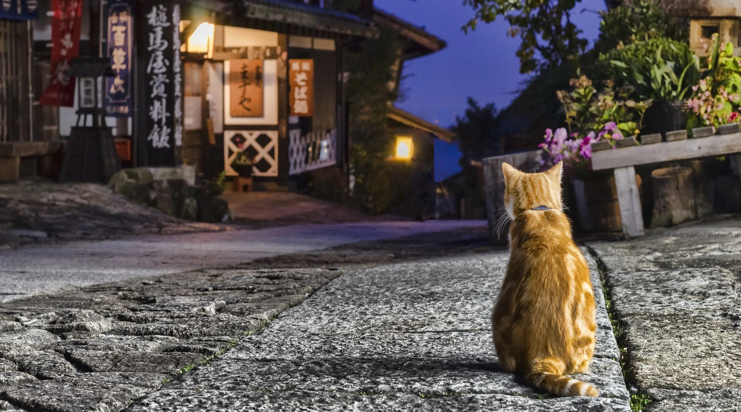 Коты и кошки на улице. Кошка на улице. коты на улицах японии. кошачья улица. фото кота на улице.