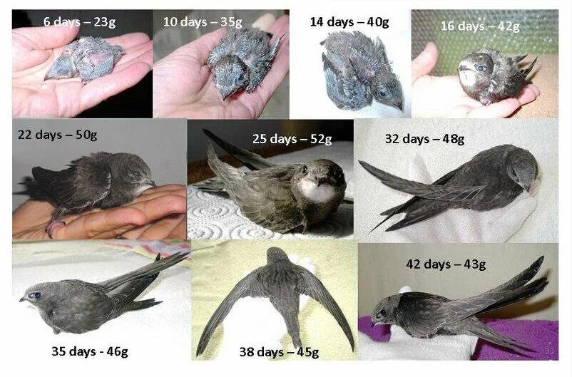 Возраст птенца стрижа. Вес стрижа. Как определить Возраст птенца стрижа. Стадии развития стрижа.