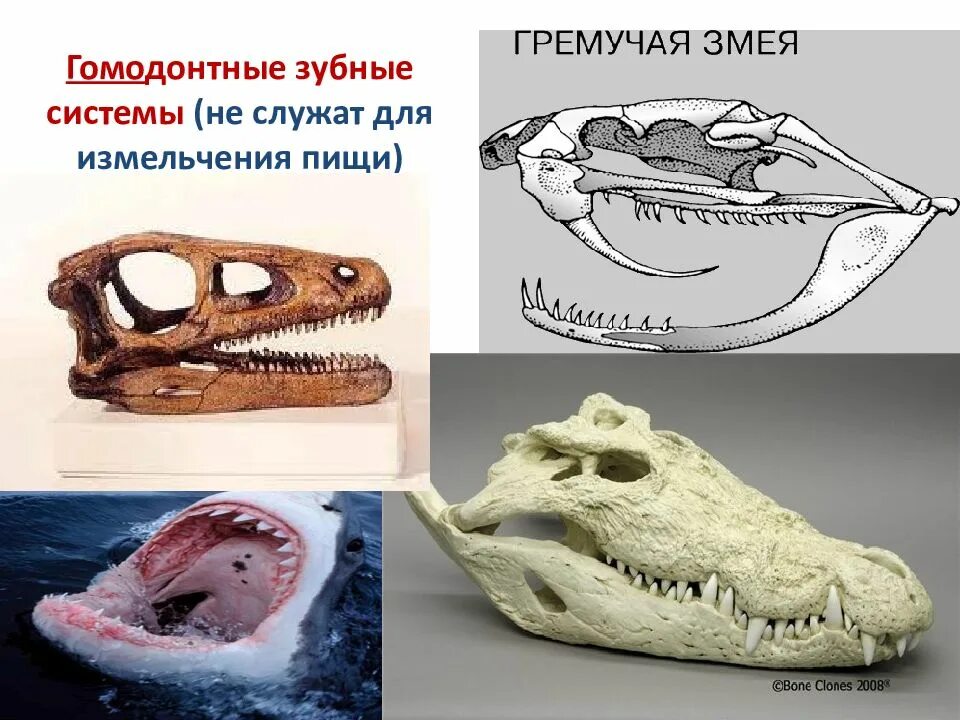 У кого из животных гомодонтная зубная система. Гомодонтная зубная система. Типы зубных систем позвоночных. Зубная система гомодонтного типа. Пресмыкающиеся имеют зубы.