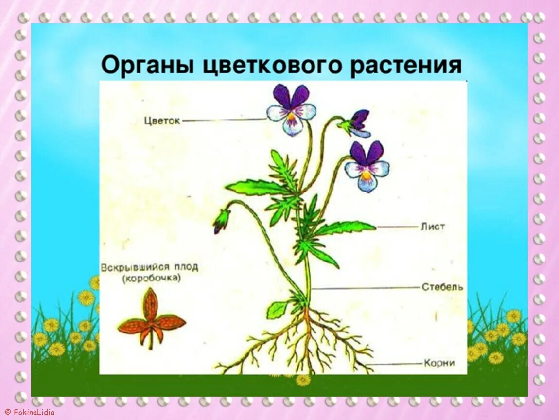 Органы растений фиалка трехцветная. Строение цветка фиалки трехцветной. Схема строения цветкового растения. Органы цветкового растения цветок. Назовите органов цветковых растений