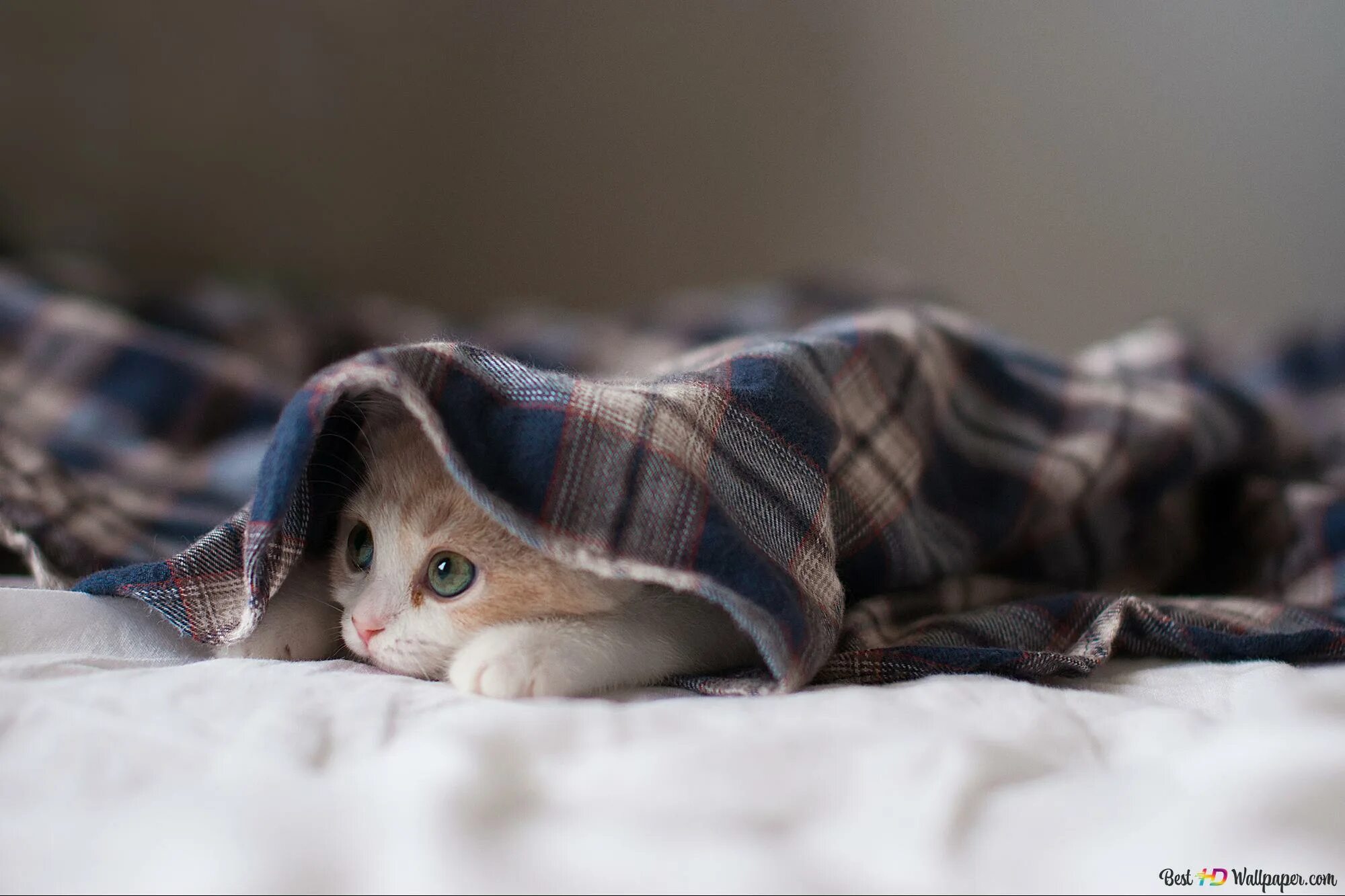 Кот под одеялом. Кот под одеялом