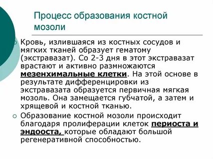 Образование костной мозоли