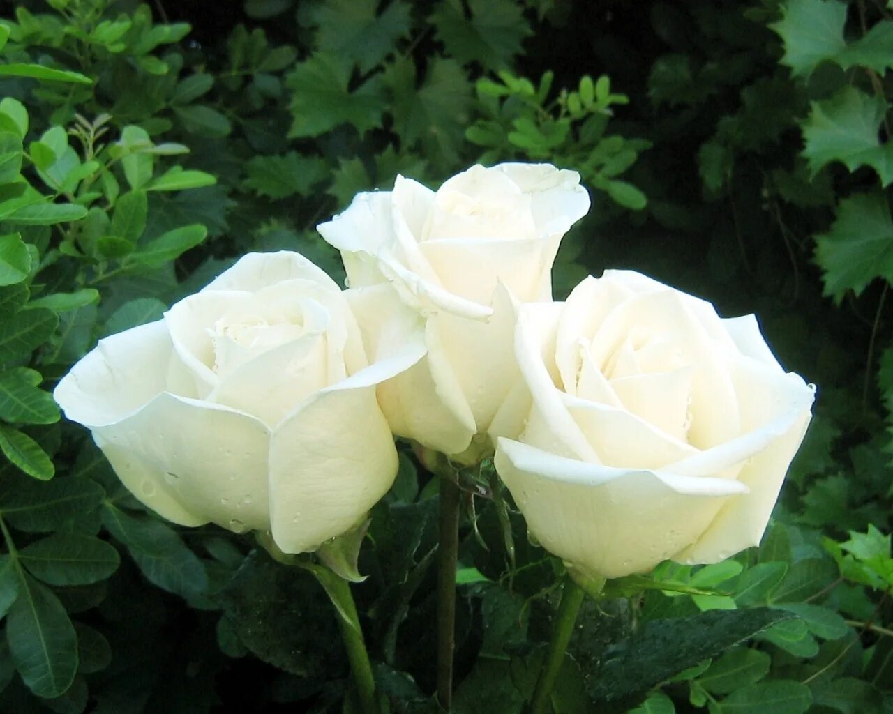 Роза чайно-гибридная бьянка. Лучшие белые розы сорта. Лучшие белые розы сорта. Роза чайно-гибридная белая "анастасия". Лучшие белые розы сорта.